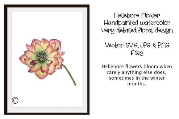 Watercolor Flower Hellebore Vector Craft Graphics